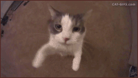 Cat closeup hug GIF