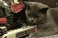 Cat getting hit by toy train GIF