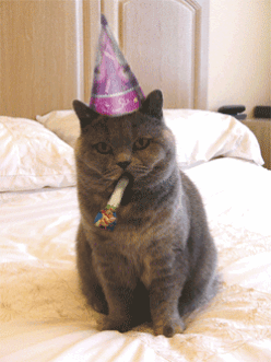 Cat in a party hat GIF