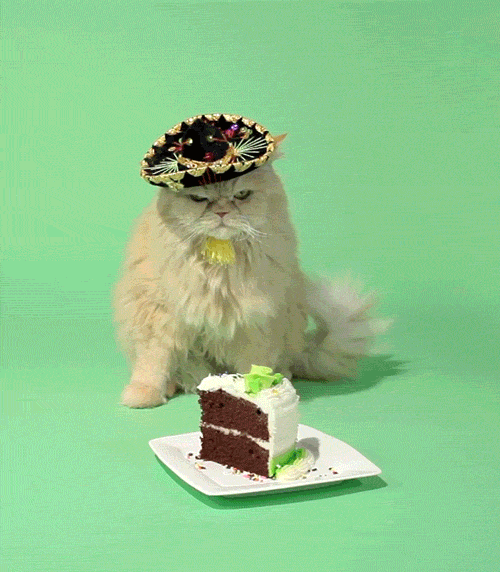 Cat in party hat with cake