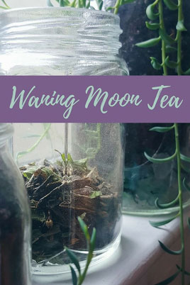 Waning Moon Tea