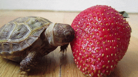 tiny tortoise eating strawberry