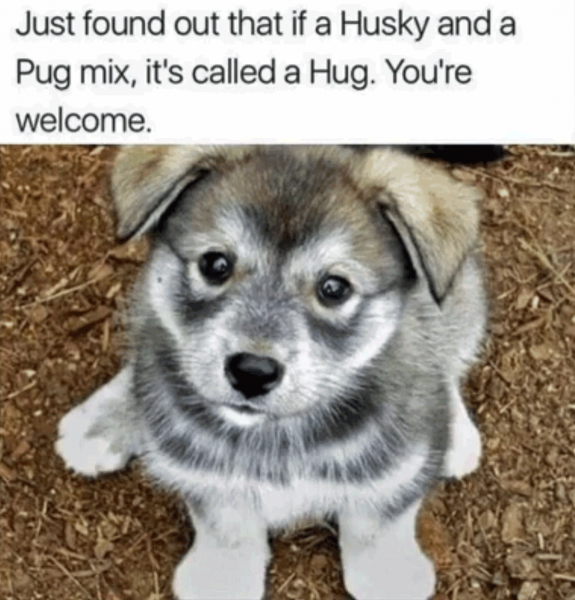 Husky Pug Meme