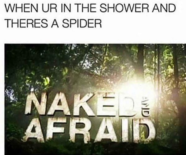 spider in the shower meme
