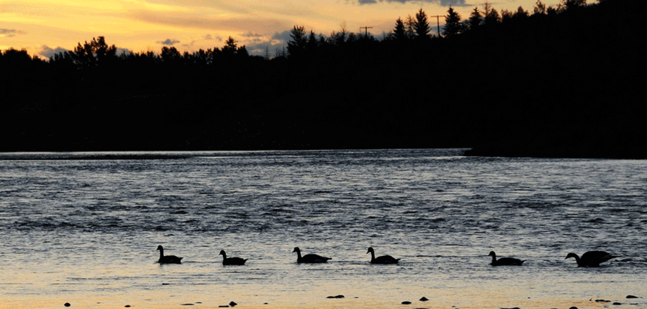 Canadian geese water sunset lake