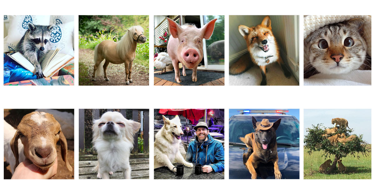 10 Adorable Animal Instagram Accounts You Should Follow
